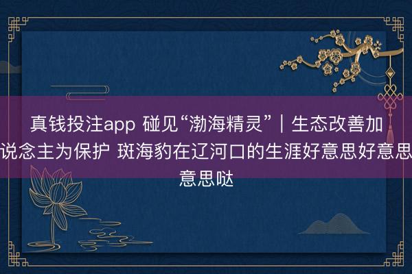 真钱投注app 碰见“渤海精灵”｜生态改善加东说念主为保护 斑海豹在辽河口的生涯好意思好意思哒