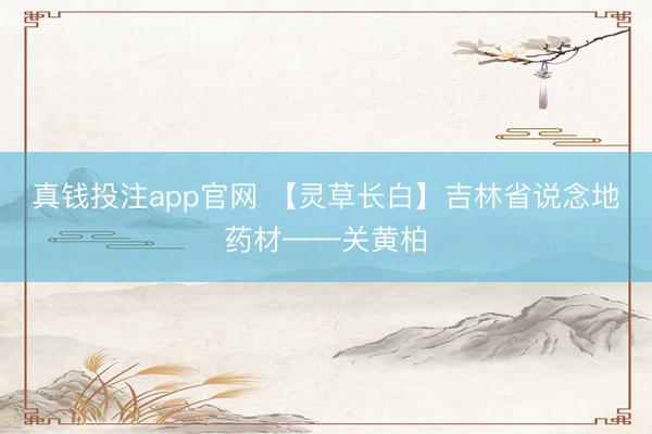 真钱投注app官网 【灵草长白】吉林省说念地药材——关黄柏